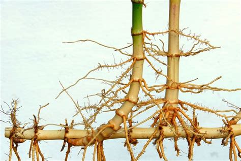 流年考運 竹子的根系